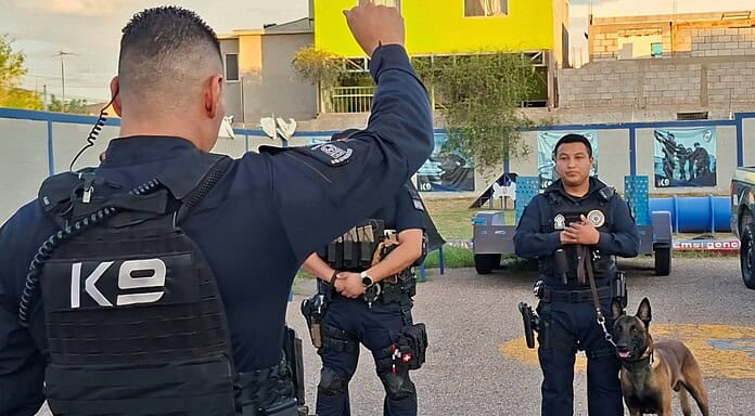 Perros K-9, compañeros que impulsan las detenciones y brindan mejores resultados