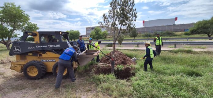 reubicacion de arboles