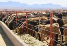 Gobierno se compromete a blindar a Chihuahua del Gusano Barrenador