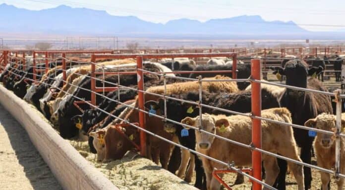 Gobierno se compromete a blindar a Chihuahua del Gusano Barrenador