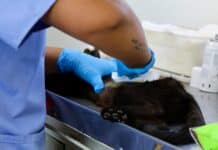 Conoce las fechas para esterilizar a tu mascota en el Esterimóvil de Municipio