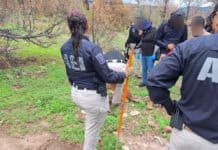 Halla Fiscalía Noroeste fragmentos óseos en ‘El Willy’, municipio de Casas Grandes