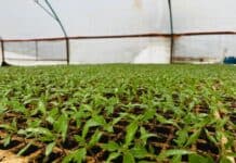 Instala UT Tarahumara su primera Cámara de Germinación para producción de plántulas