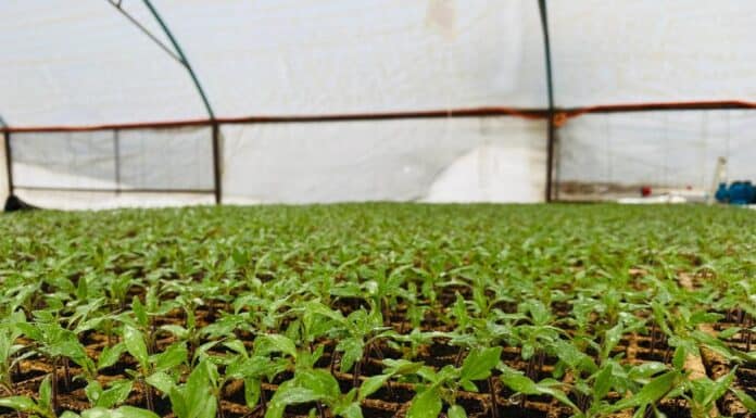 Instala UT Tarahumara su primera Cámara de Germinación para producción de plántulas