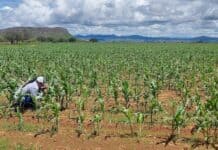 Lluvias fortalecen más de 375 mil hectáreas de cultivos: SDR