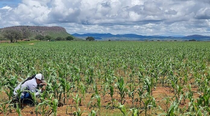 Lluvias fortalecen más de 375 mil hectáreas de cultivos: SDR