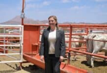 Gobierno de Maru y ganaderos mantienen a Chihuahua libre de Gusano Barrenador