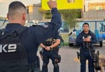 Perros K-9, compañeros que impulsan las detenciones y brindan mejores resultados