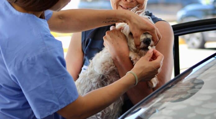 Exhorta Municipio a prevenir la rickettsia con cuidado responsable de mascotas