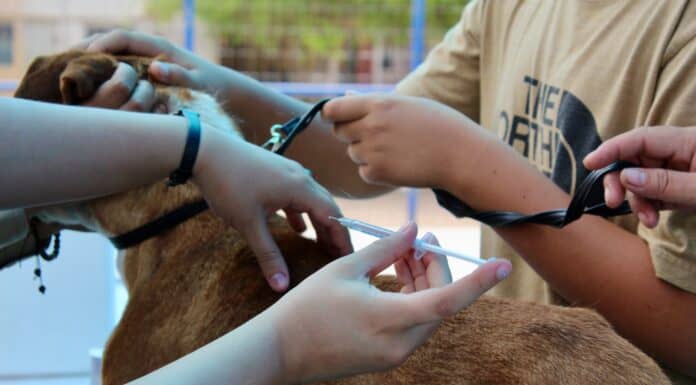 Invita Municipio a vacunar y desparasitar mascotas desde tu auto en Polideportivo