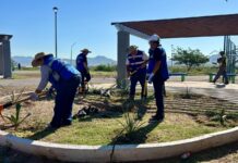 Siembra Municipio más de 100 plantas en jornadas de forestación en tres colonias