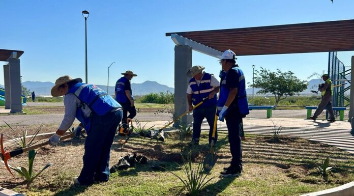 Siembra Municipio más de 100 plantas en jornadas de forestación en tres colonias