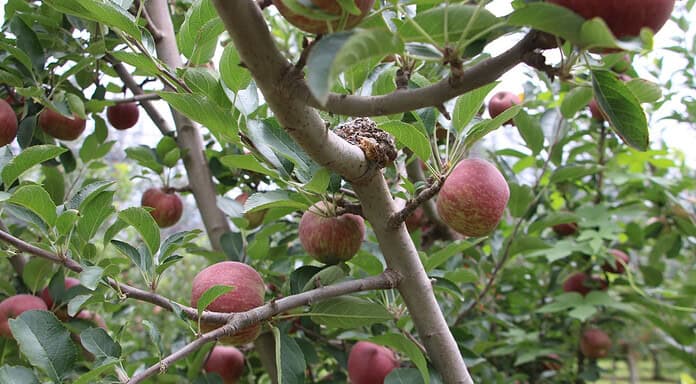 Es Chihuahua líder productor de manzana con el 85% del total nacional