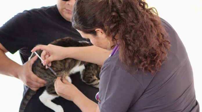 Llevará Municipio servicios gratis para mascotas a Chihuahua 2000