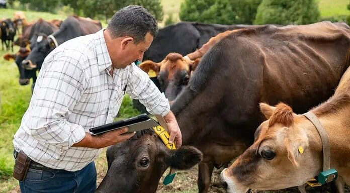 Renegociará México exportación de ganado hacia EE.UU