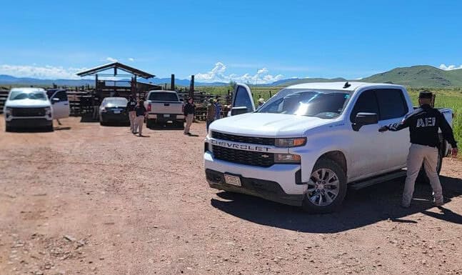 Asegura AEI cabezas de ganado robadas en Casas Grandes