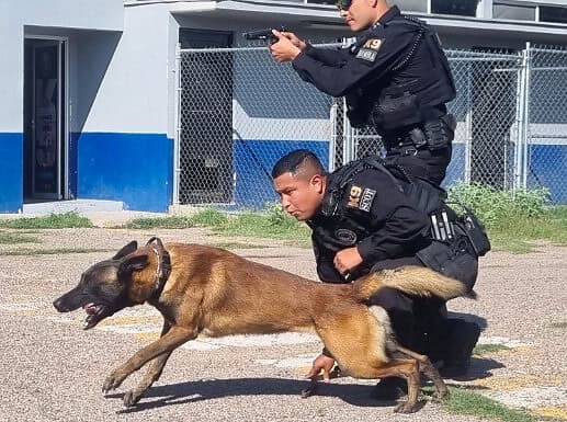 Perros policía de la DSPM, aliados en la prevención del delito