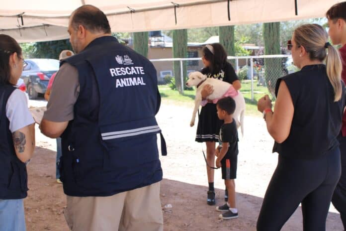 labor de terrazas mascotas