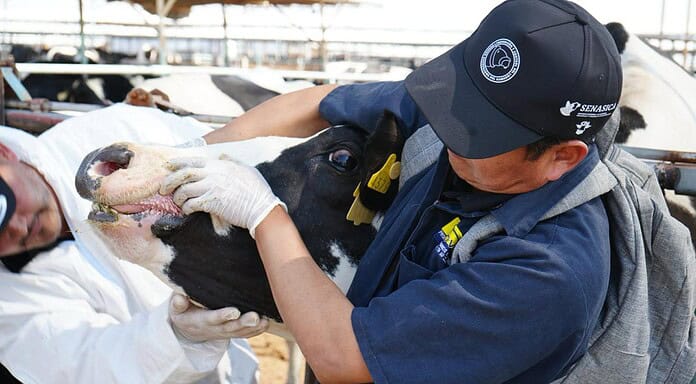 Respalda Gobierno de Chihuahua las medidas de Sonora contra el Gusano Barrenador