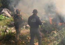 Realizan nueva quema de plantíos de droga en Cañón La Sierrita