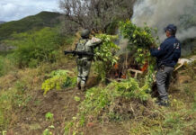 Destruyen AEI y Ejército plantío de mariguana en el municipio de Ocampo