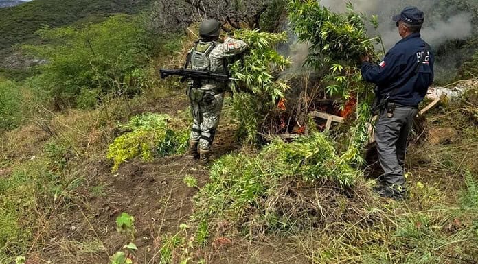 Destruyen AEI y Ejército plantío de mariguana en el municipio de Ocampo