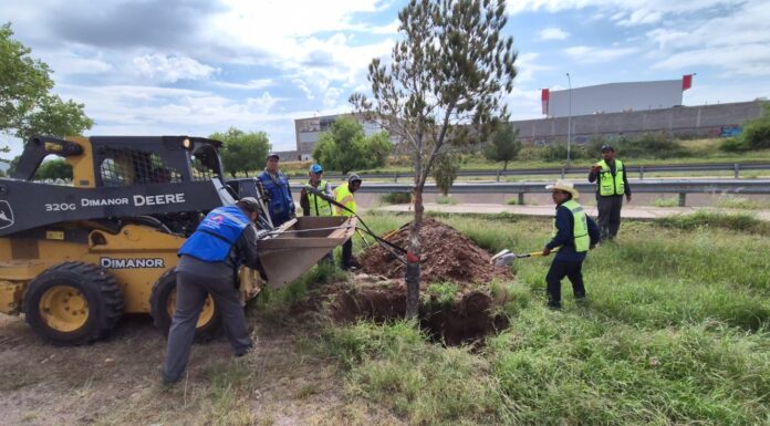 Concluye reubicación de árboles en la zona de construcción del Paso Superior Vialidad Nogales e Industrias