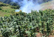 Destruye Operativo Conjunto tres plantíos de mariguana en Uruachi