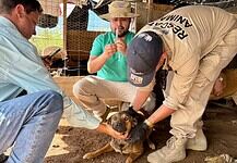 Brinda Municipio apoyo continuo a refugios y rescatistas para fortalecer la protección animal