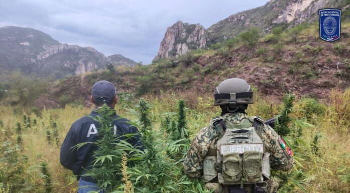 Logra AEI Zona Centro aseguramiento de 1.5 toneladas de narcóticos en octubre