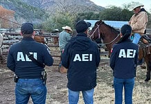 Recupera Fiscalía Noroeste 37 cabezas de ganado robadas en Janos