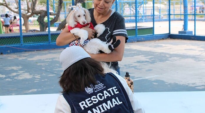 Municipio acercará servicios gratuitos para perros y gatos en colonia Cerro de la Cruz