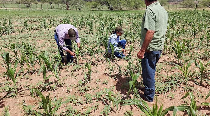 Destinan Estado y Federación más de 53 mdp para atender la sanidad vegetal en Chihuahua