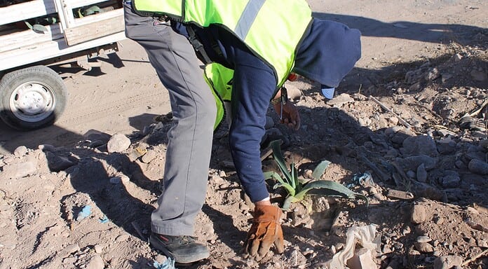 Un éxito primera Jornada de Reforestación del Río Sacramento: Municipio