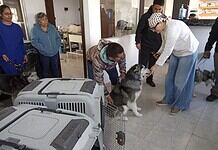 Rescata Policía Municipal y Coordinación de Medio Ambiente y Protección Animal tres Husky en abandono