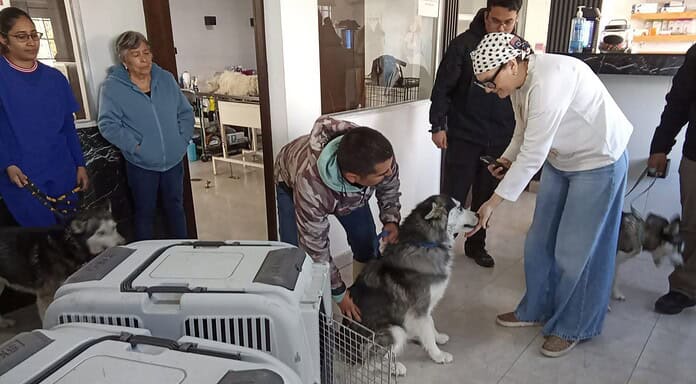 Rescata Policía Municipal y Coordinación de Medio Ambiente y Protección Animal tres Husky en abandono