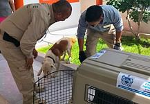 Brigada de Rescate Animal del Municipio atiende denuncias y protege a los animalitos en Chihuahua capital