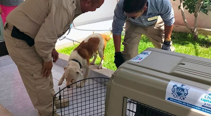 Brigada de Rescate Animal del Municipio atiende denuncias y protege a los animalitos en Chihuahua capital