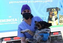 Mantiene Municipio el servicio de esterilización permanente en la Coordinación de Medio Ambiente y Protección Animal