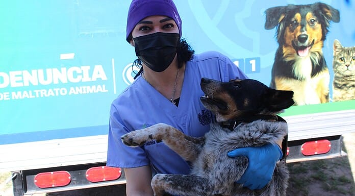 Mantiene Municipio el servicio de esterilización permanente en la Coordinación de Medio Ambiente y Protección Animal