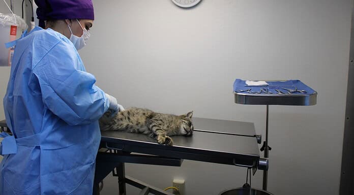 Cuida a tu mascota: fomenta Municipio servicio de esterilización para perros y gatos