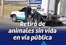 Ofrece Gobierno Municipal servicio de retiro de animales sin vida en la vía pública