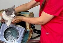 Estará Esterimóvil del Municipio en Valle Dorado con servicios gratuitos para perros y gatos