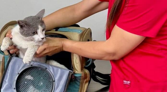 Estará Esterimóvil del Municipio en Valle Dorado con servicios gratuitos para perros y gatos