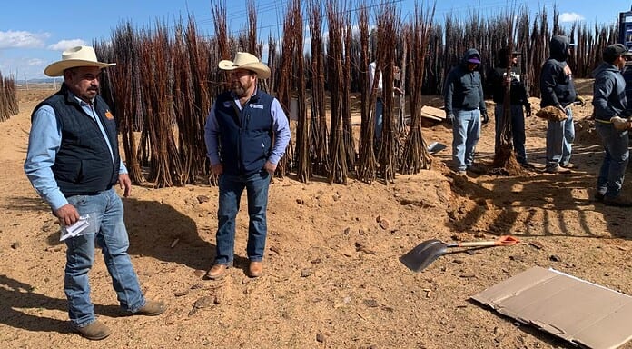 Entrega SDR más de 40 mil árboles frutales del programa Cuenta Conmigo en el Campo