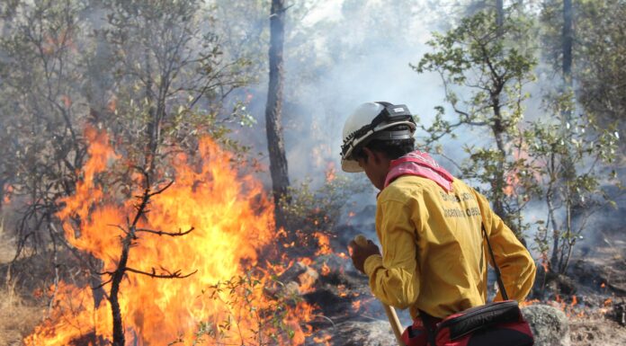 Atienden 50 combatientes seis incendios forestales en Chihuahua