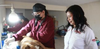 Encabeza diputada Jael Argüelles jornada gratuita de esterilización en su Casa de Enlace