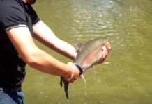 Liberan truchas para concurso de pesca en Guachochi