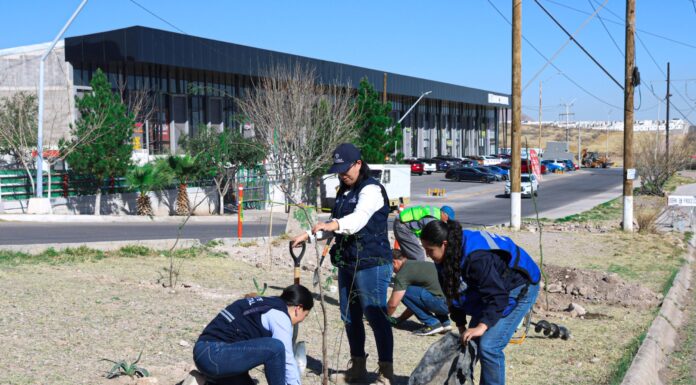 Reforesta Municipio en tres zonas de la ciudad para cuidar el medio ambiente