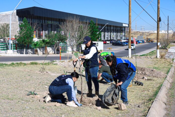 reforesta tres zonas